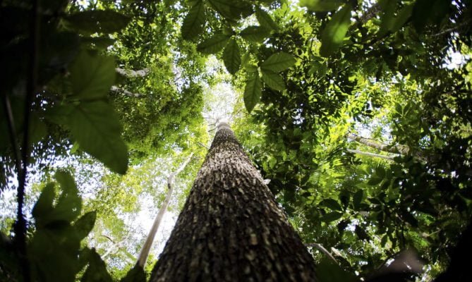 floresta amazônica desmatamento janeiro