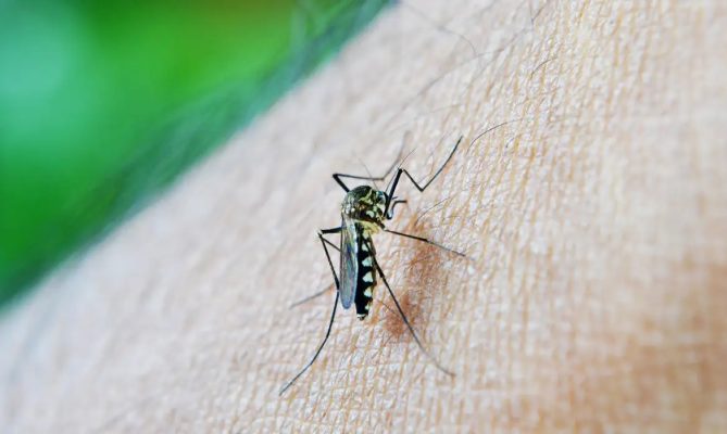 brasil dengue vacinação arboviroses