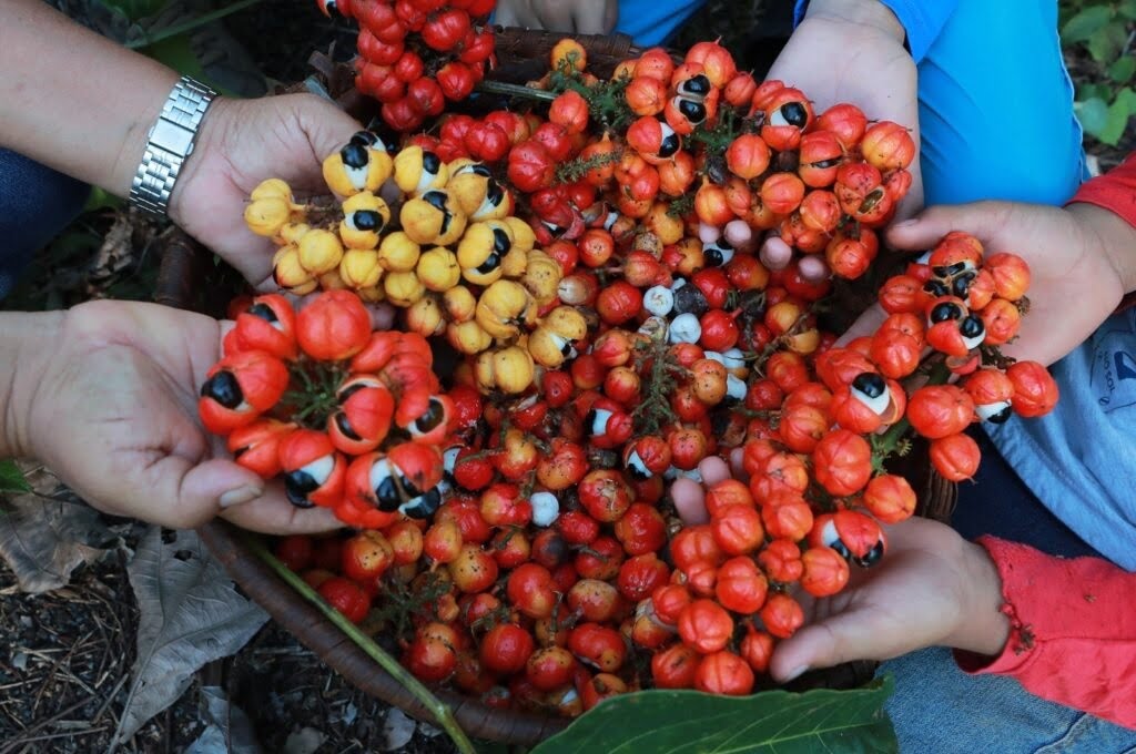 açaí guaraná