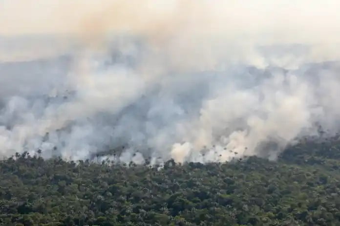 ministério público amazonas queimadas