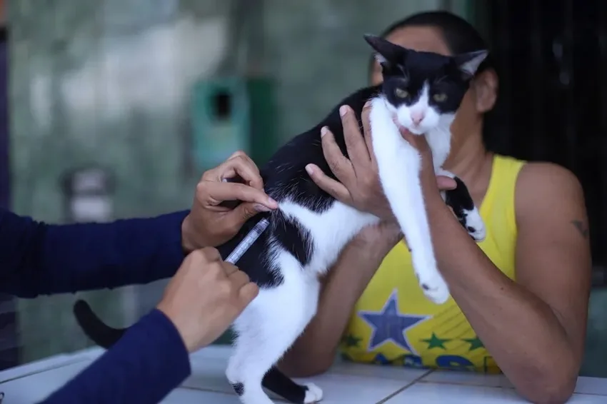 Campanha Vacinação cães gatos