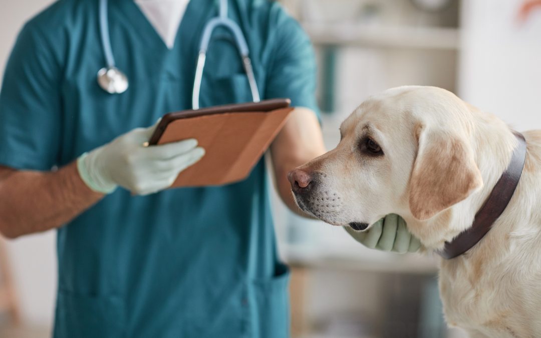 Novembro Azul Pet: cuidando da saúde dos companheiros de patas