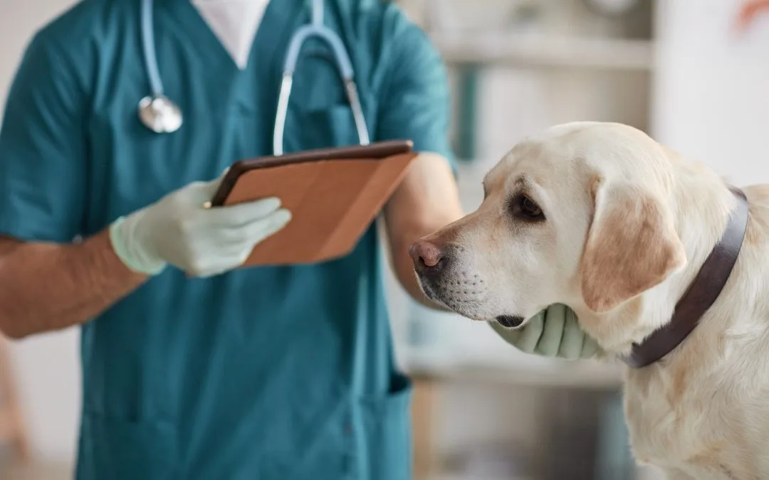 Novembro Azul Pet: cuidando da saúde dos companheiros de patas