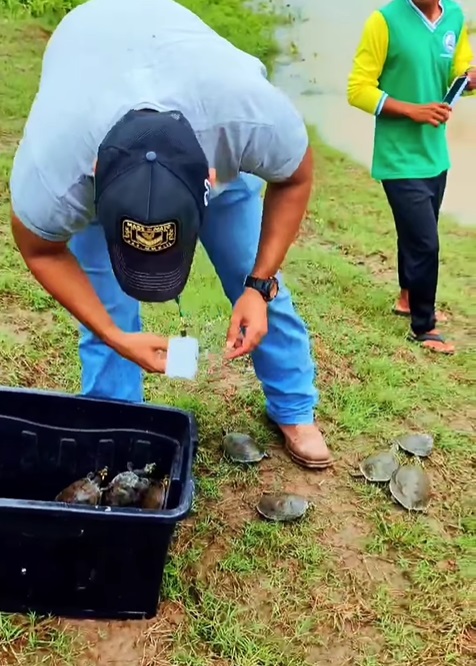 Ifam devolve mais de 380 quelônios à natureza em projeto de preservação no Alto Solimões