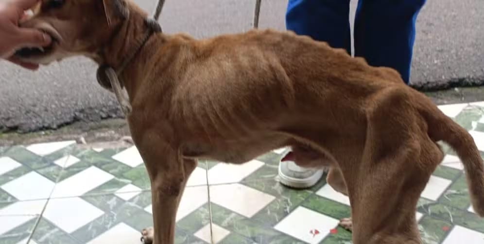 Mulher é presa por maus-tratos após deixar cachorro sem comida em Manaus