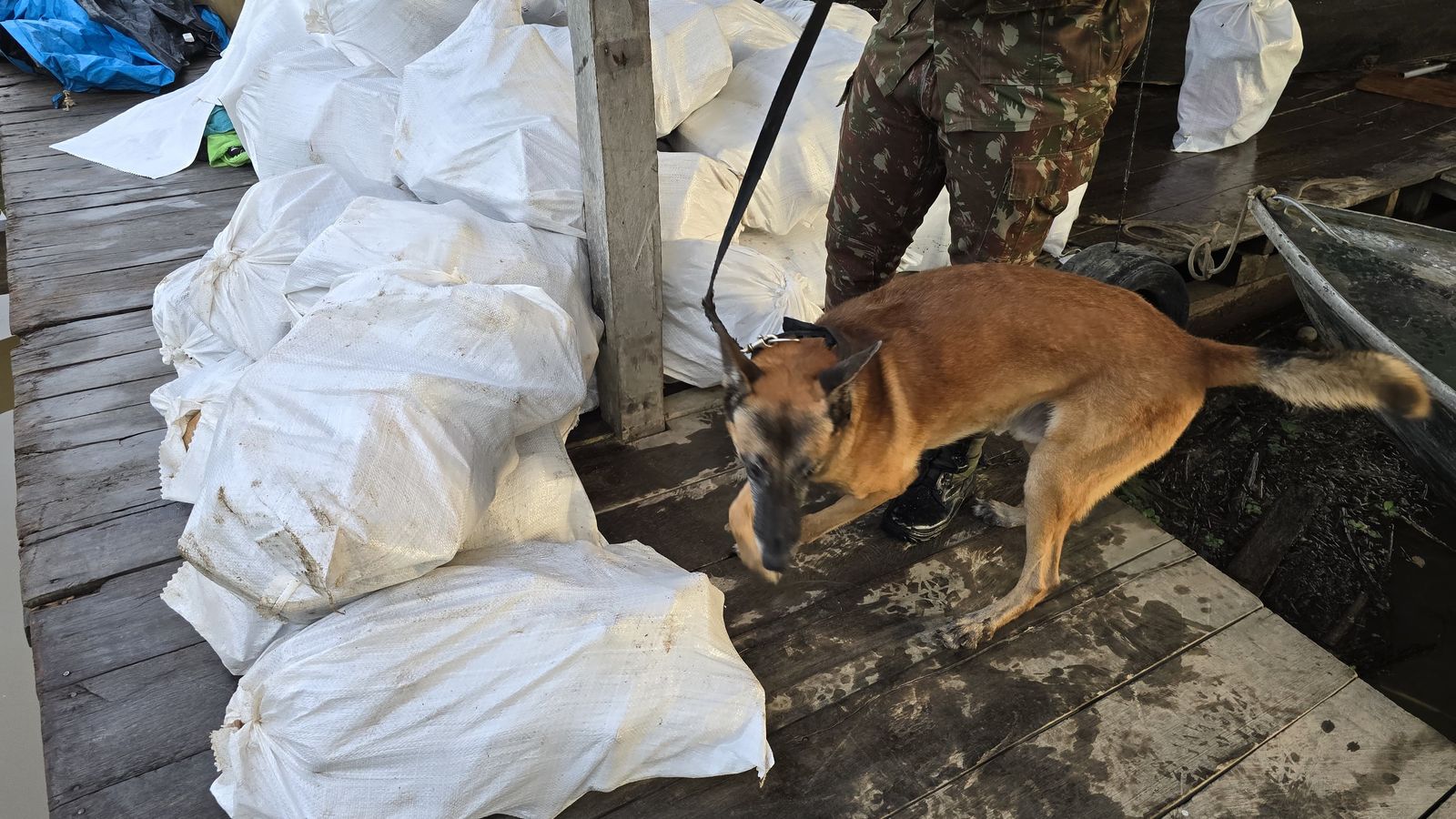 Operação ESCUDO: Comando Militar da Amazônia apreende 1 tonelada de maconha tipo skunk