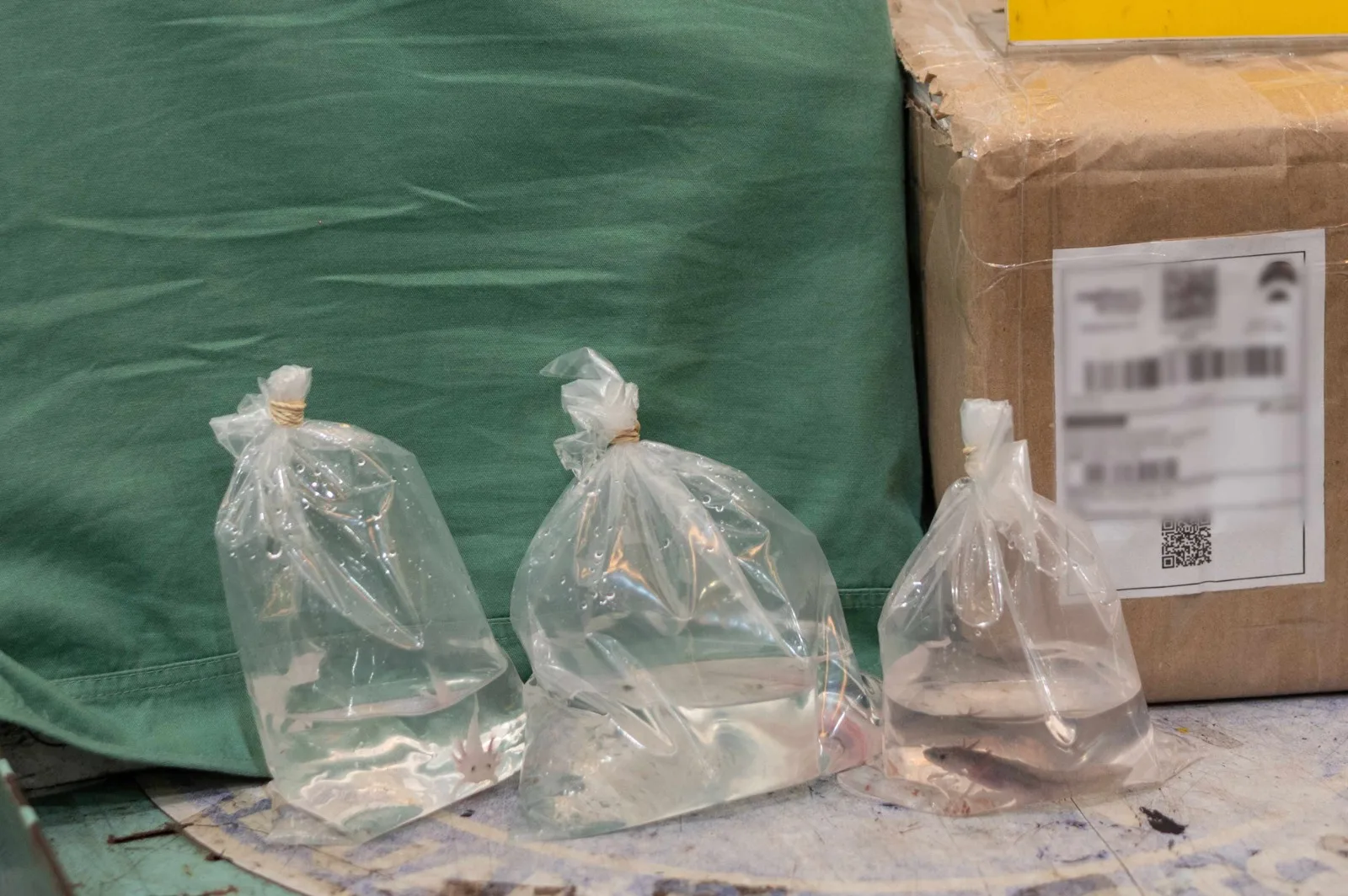 Ipaam e Ibama resgatam três salamandras exóticas ameaçadas de extinção e comercializadas ilegalmente no Brasil