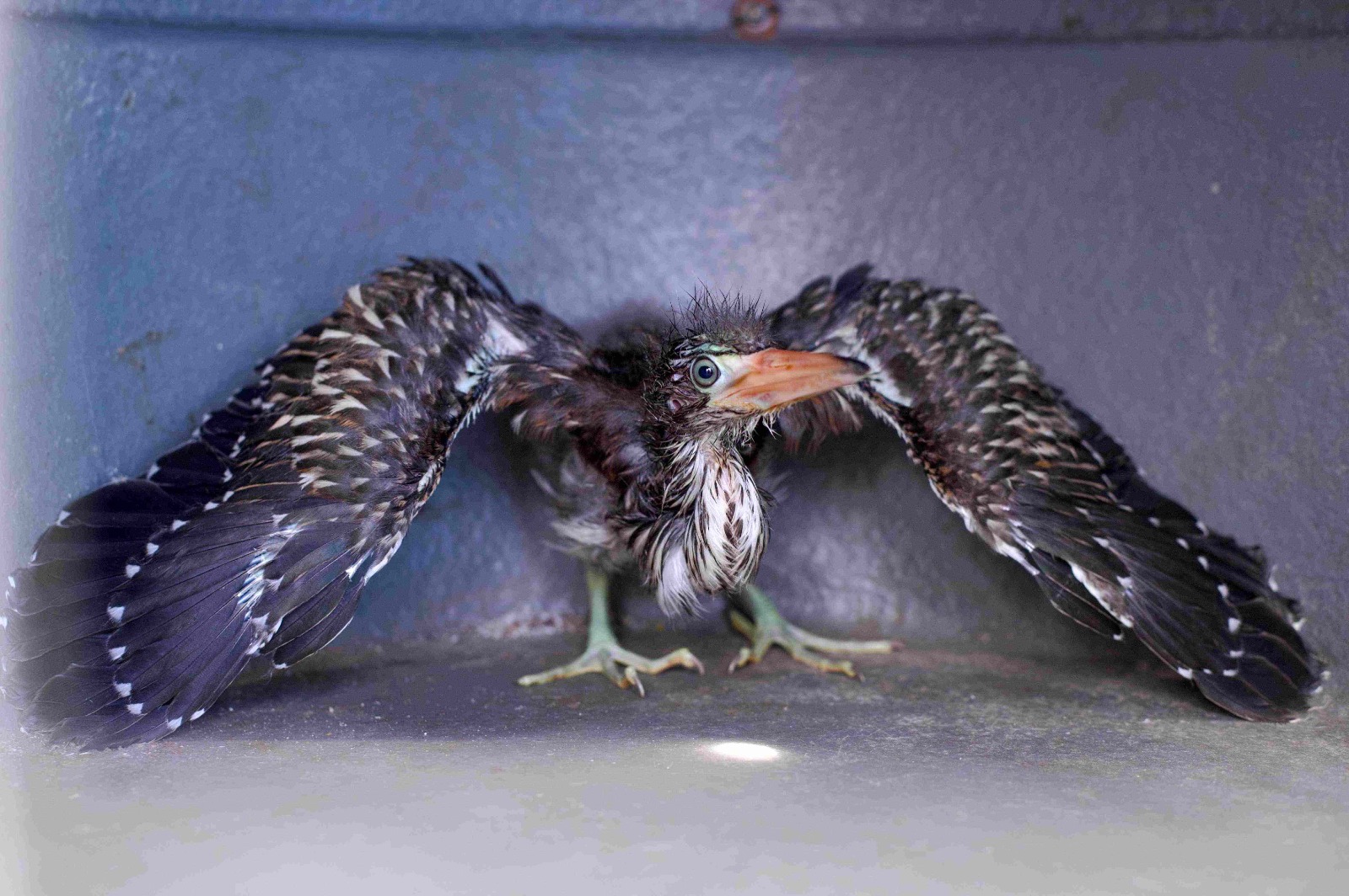 Noventa animais silvestres são resgatados pelo Ipaam de janeiro a maio
