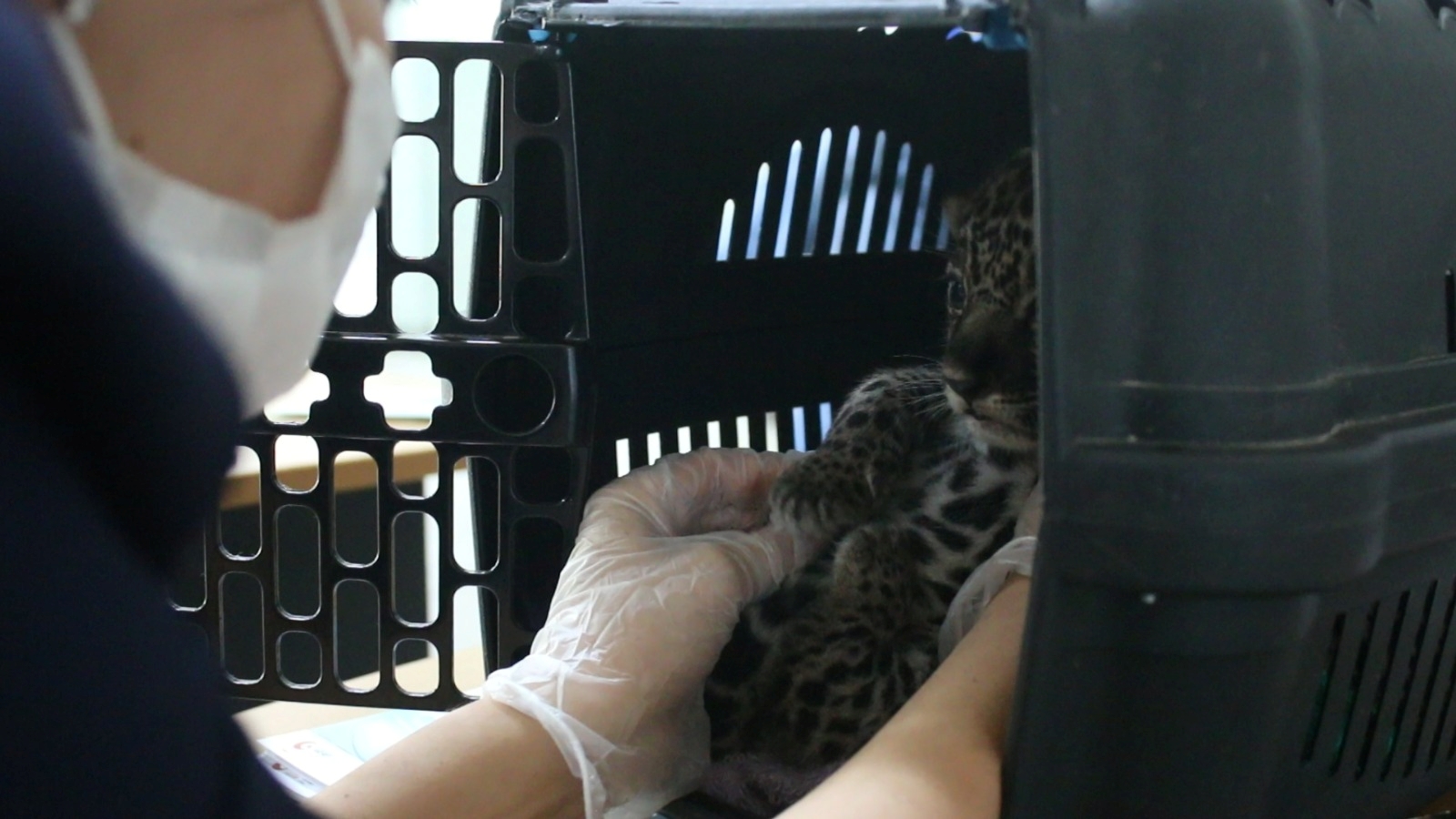 Noventa animais silvestres são resgatados pelo Ipaam de janeiro a maio