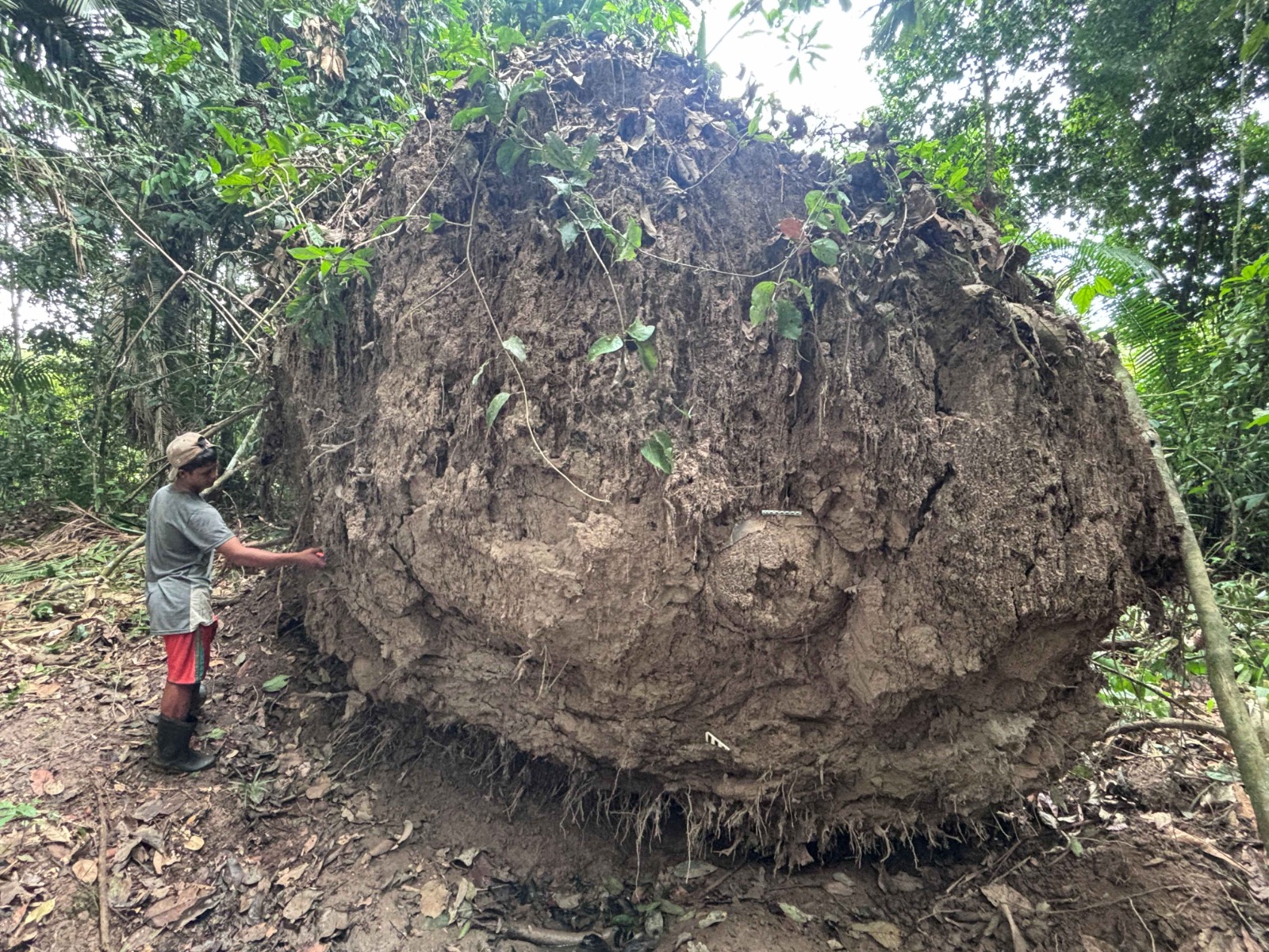 Urnas funerárias milenares são descobertas no Amazonas e revelam práticas indígenas ancestrais