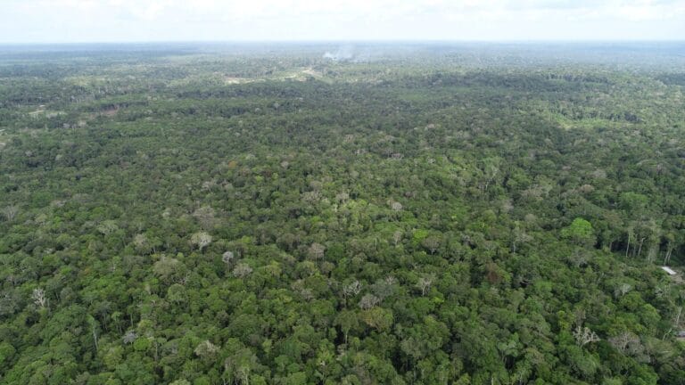 Ipaam registra queda de 21,09% no desmatamento e 37,5% nos focos de calor no Amazonas em maio