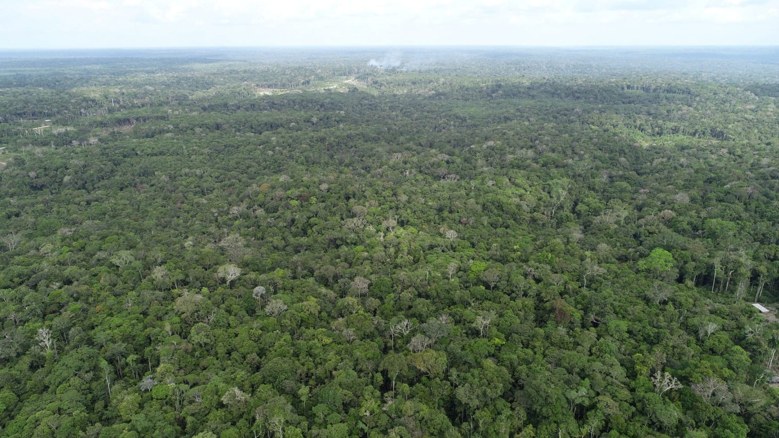 Ipaam registra queda de 21,09% no desmatamento e 37,5% nos focos de calor no Amazonas em maio