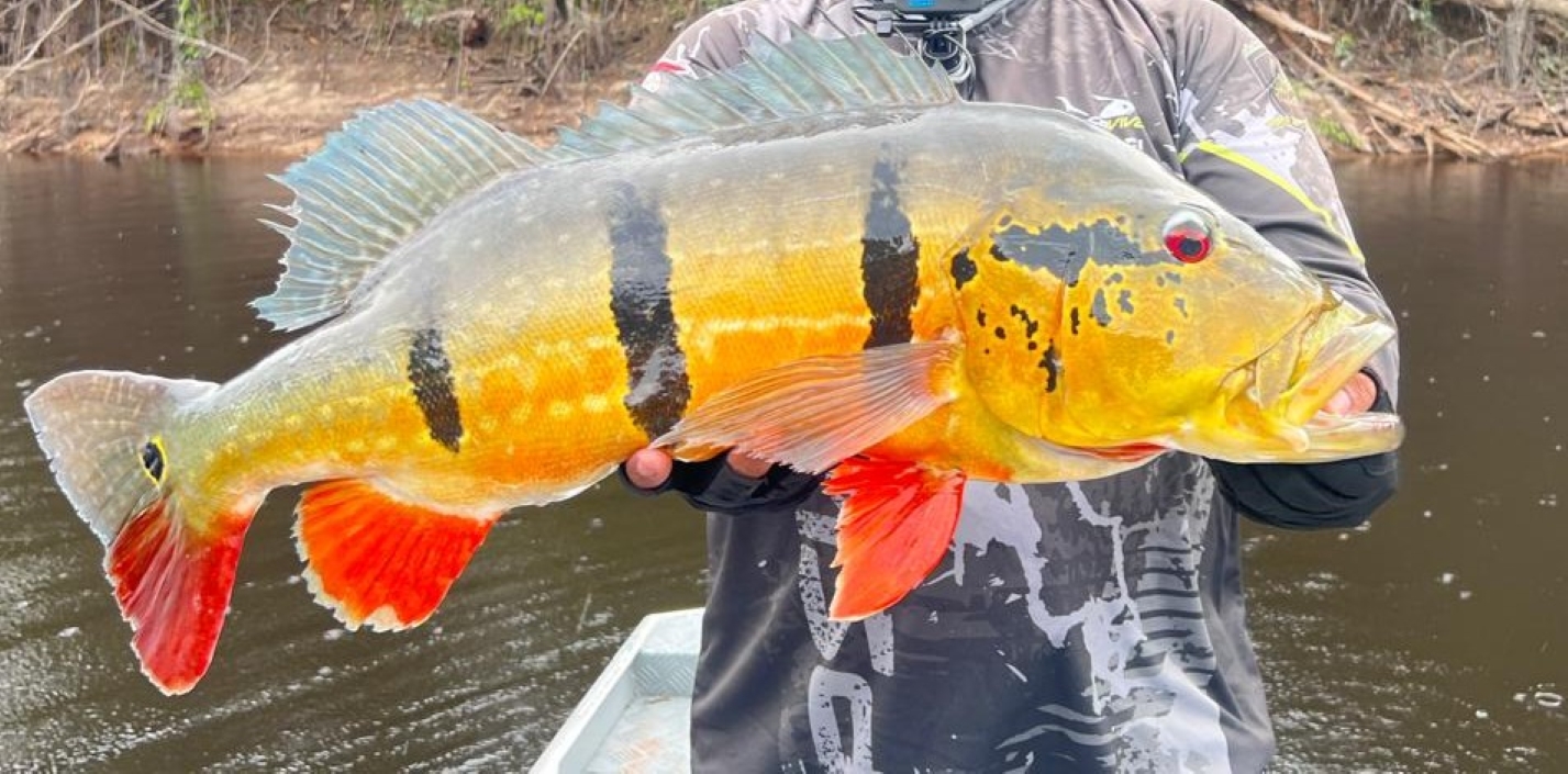Ipaam alerta empreendedores e pescadores para temporada de pesca esportiva que inicia em agosto