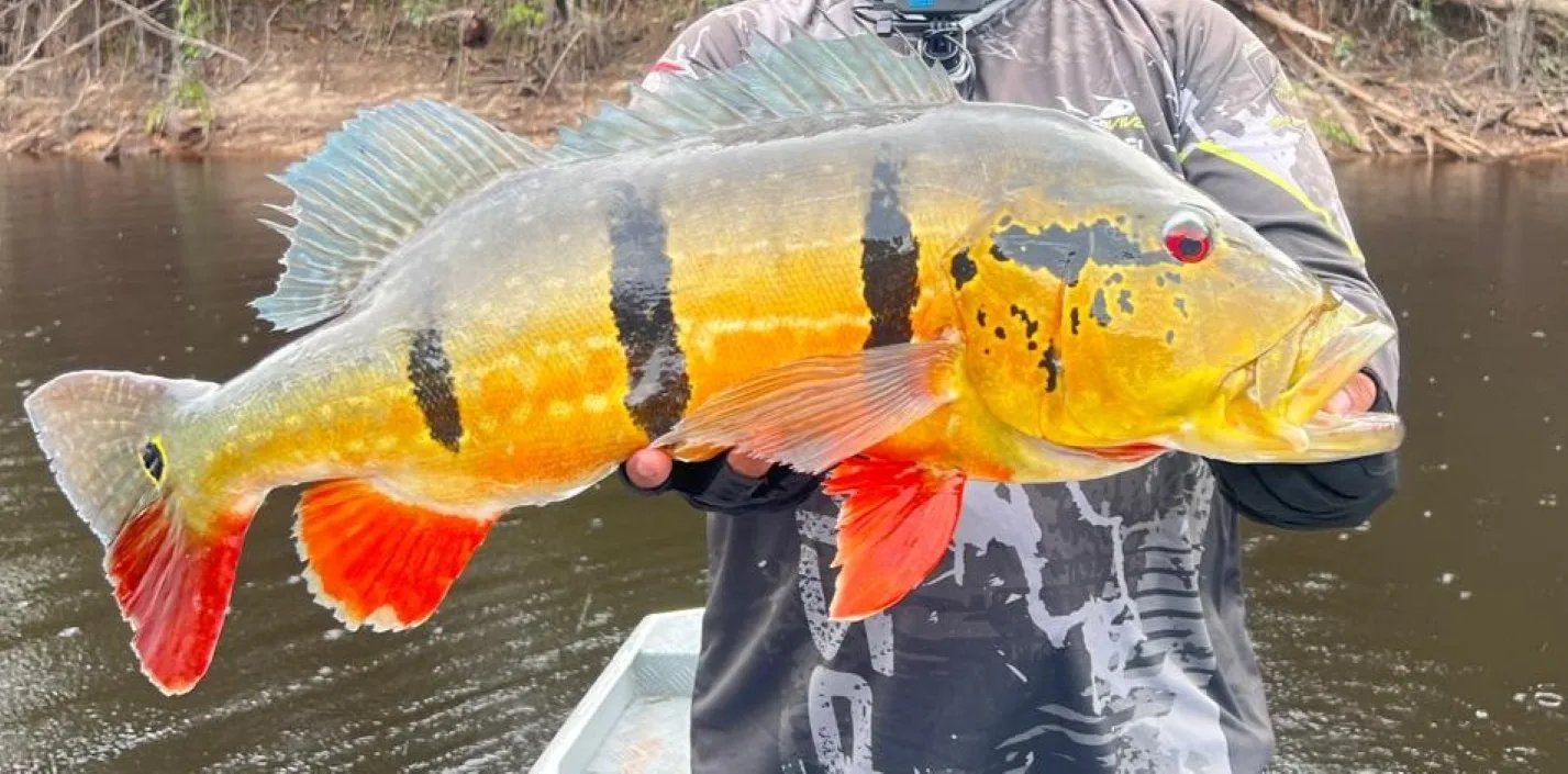 Ipaam alerta empreendedores e pescadores para temporada de pesca esportiva que inicia em agosto