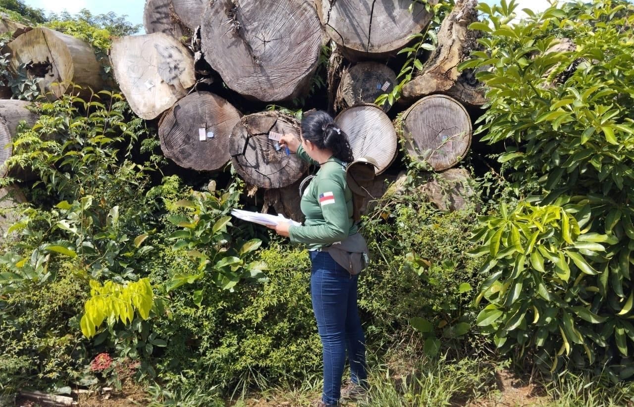 No Dia da Árvore, Ipaam orienta empreendedores sobre manejo florestal sustentável no Amazonas