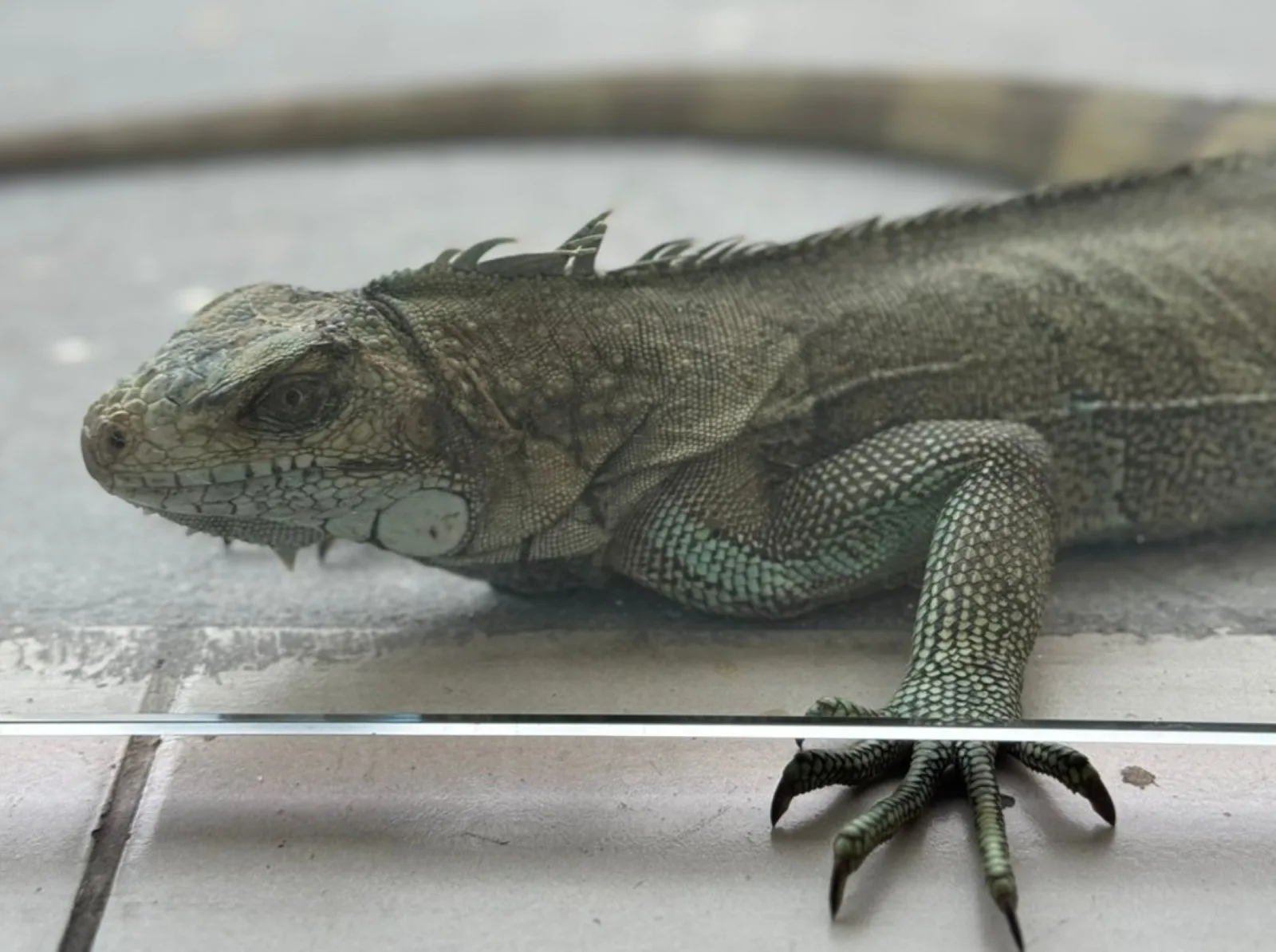 Ipaam registra 36 chamados da população e resgata 39 animais silvestres em setembro