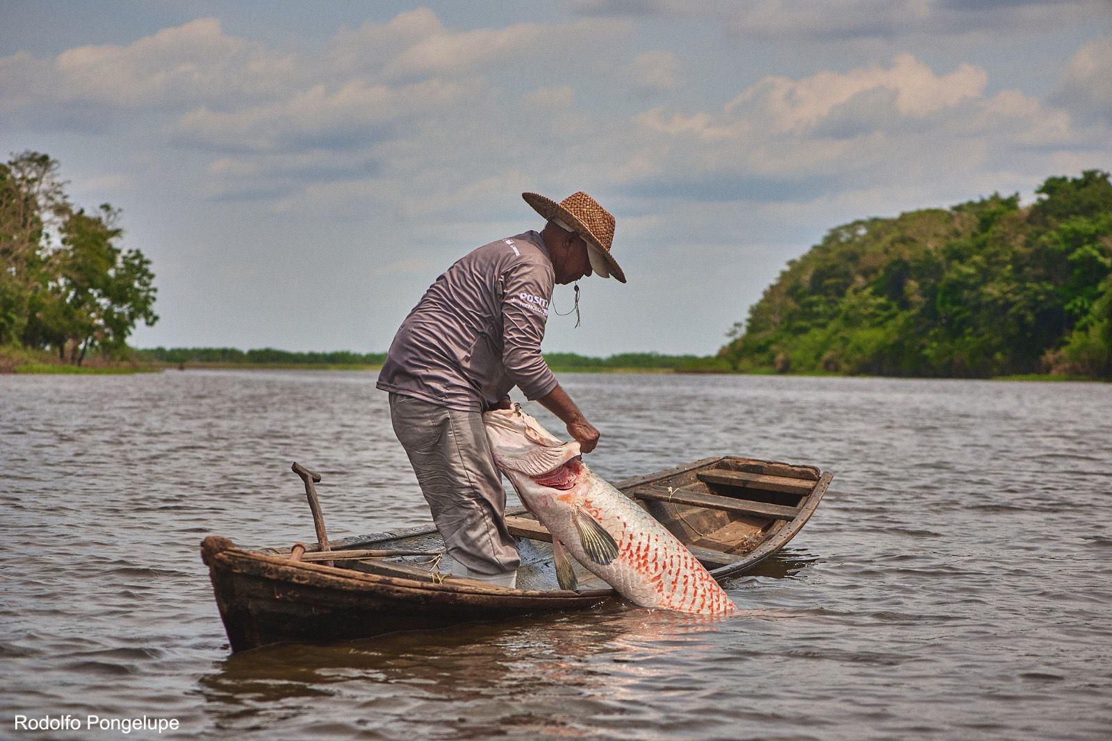 Projeto fortalece cadeia do pirarucu e amplia alternativas de renda na Amazônia