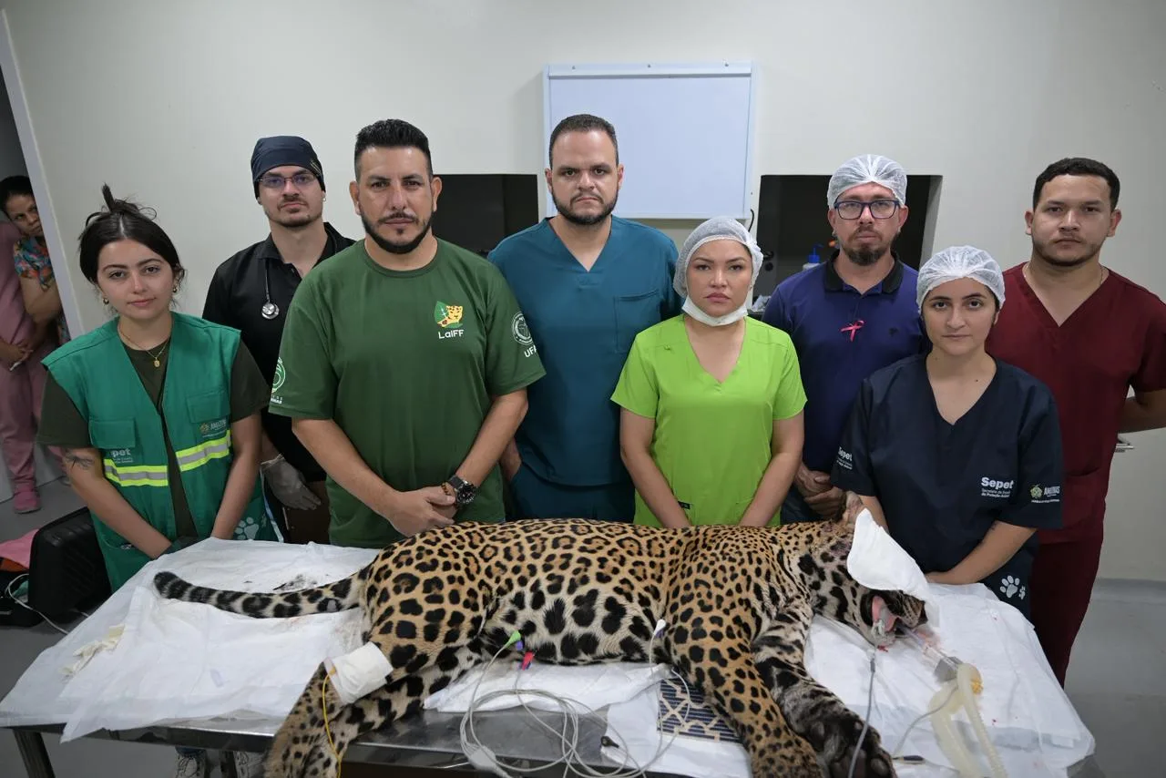 Onça-pintada é resgatada por uma força-tarefa que teve auxílio da Equipe Pet da deputada Joana Darc