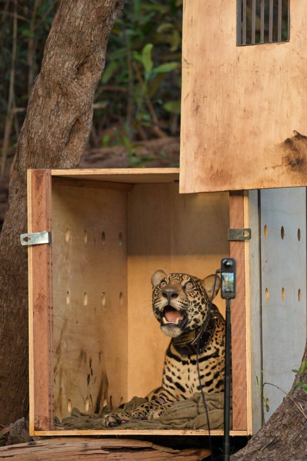 Onça-pintada resgatada no Rio Negro é devolvida à natureza após 40 dias de reabilitação, no Amazonas