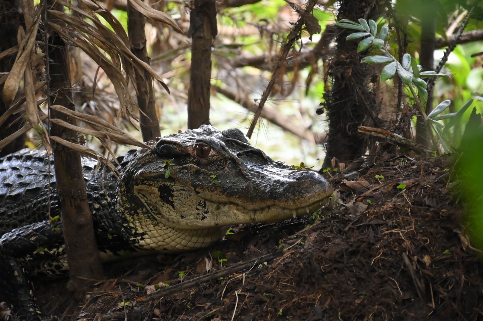 Governador Wilson Lima autoriza estrutura flutuante que fortalece o manejo de jacarés na Reserva Mamirauá