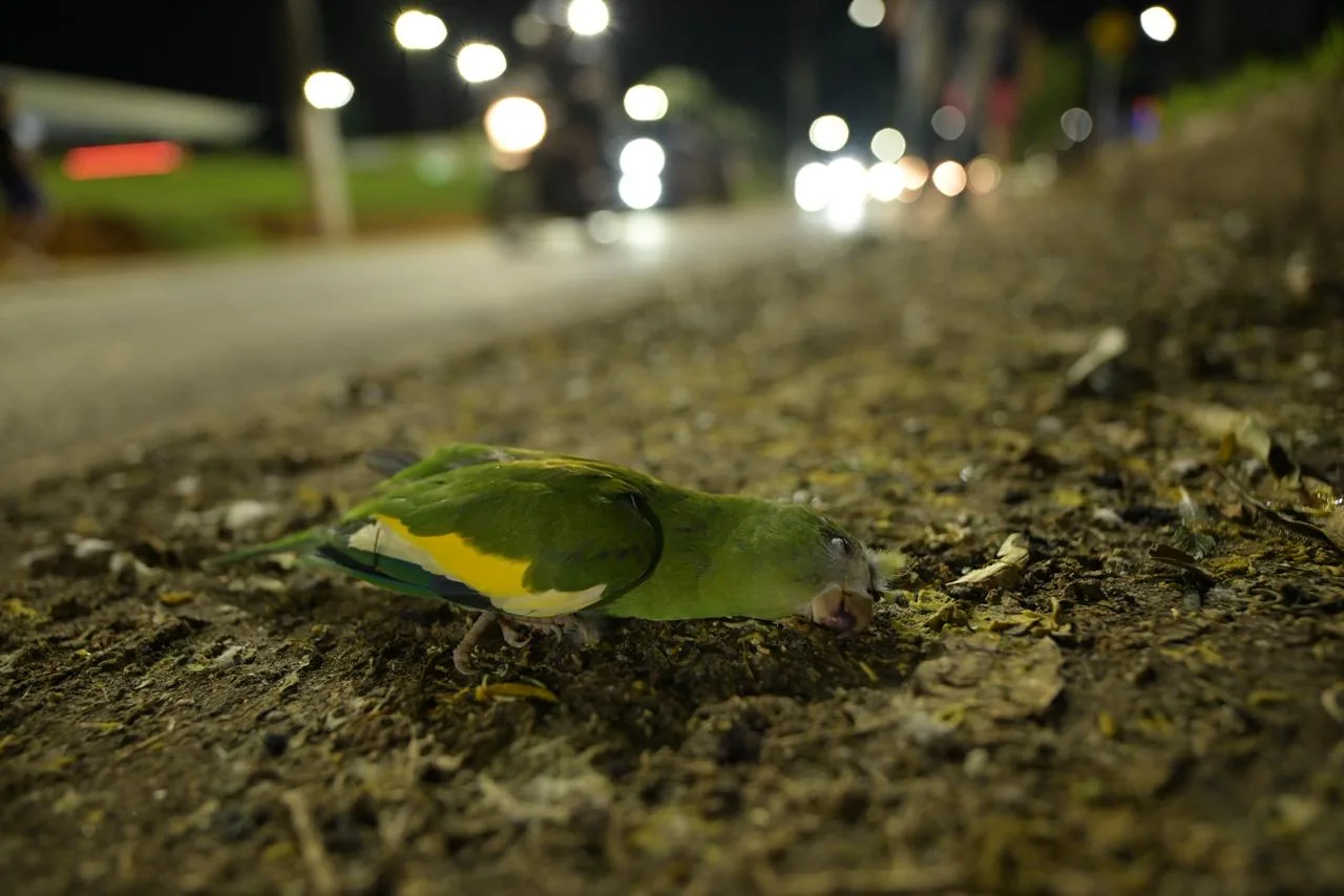 Secretaria de Estado de Proteção Animal resgata aves atropeladas em Manaus