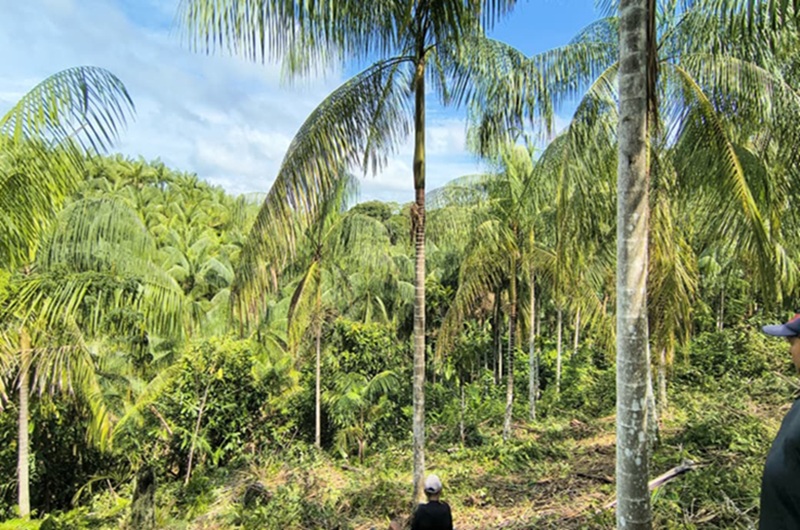 Projeto da cadeia do açaí nativo, em Tapauá. Foto: Edilson Seabra Pereira