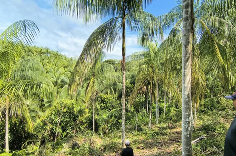 Projeto da cadeia do açaí nativo, em Tapauá. Foto: Edilson Seabra Pereira