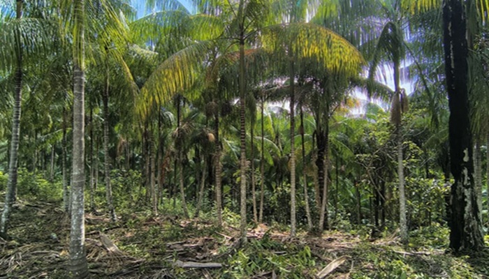 Projeto da cadeia do açaí nativo, em Tapauá. Foto: Edilson Seabra Pereira