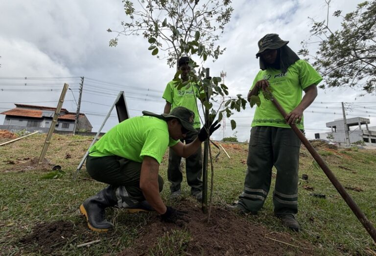 Prefeitura de Manaus realiza plantio de 13.400 mudas de árvores