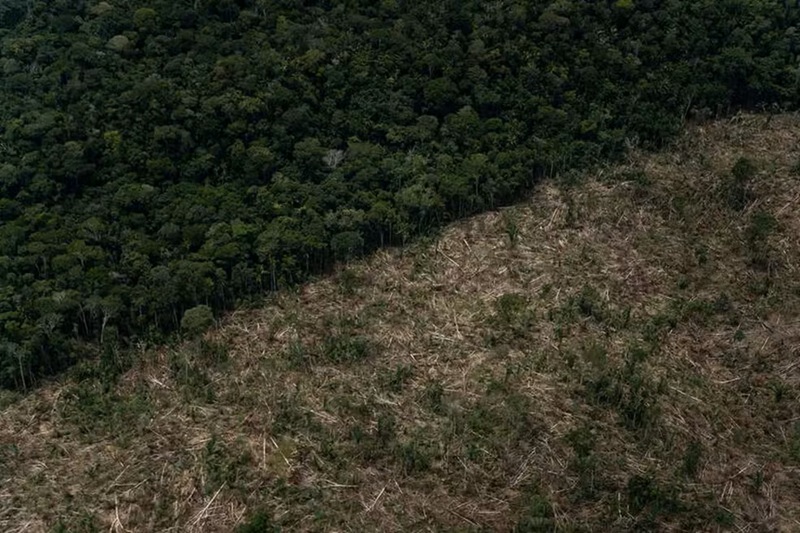 Amazonas segue entre estados que mais desmatam, apesar da queda histórica na Amazônia
