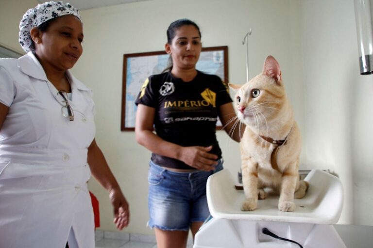 Serviço de castração da Prefeitura de Manaus abre vagas para agendamento na quarta-feira, 15/7