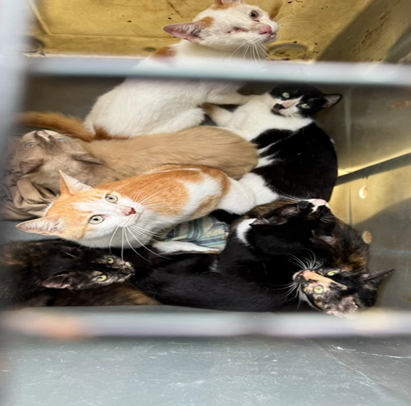 Voluntários amazonenses resgatam 16 gatos de conjunto habitacional destruído por terremoto na Venezuela.
