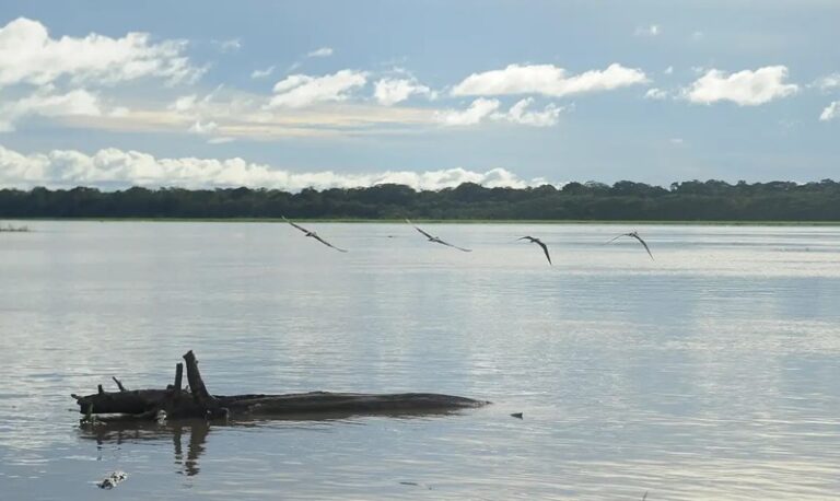 Mais de 900 pescadores do Amazonas recebem pagamento retroativo do seguro-defeso