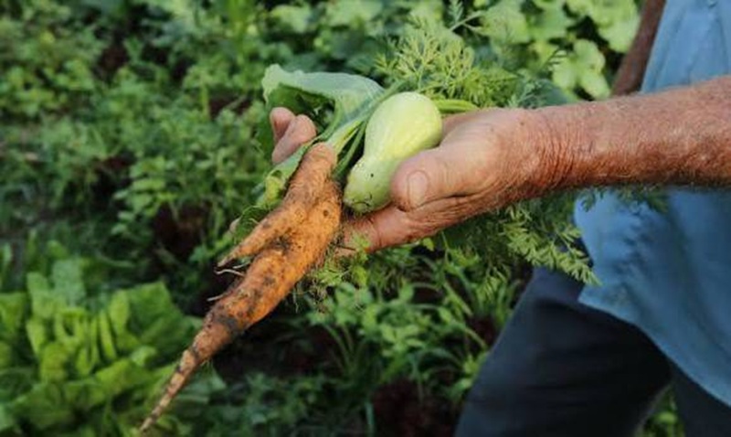 MDA cria grupo para valorizar sistemas agrícolas tradicionais no Brasil.